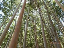 Governo de SP quer explorar madeira e resina em florestas exóticas