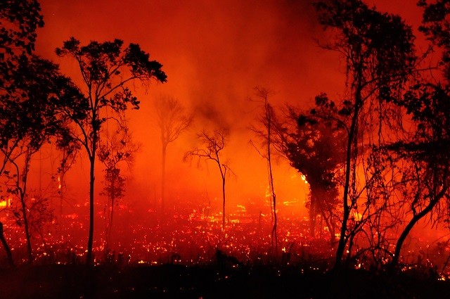 Para evitar queimadas, é preciso investir em conscientização ambiental