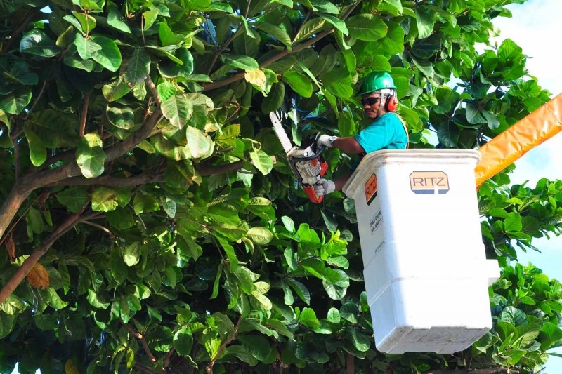 Serviço de manutenção e podas de vegetação urbana
