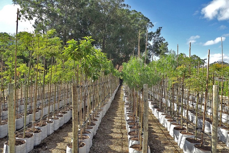 Plantio de espécies arbóreas nativas