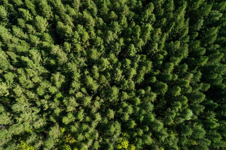 Startup brasileira de reflorestamento facilita compensação ambiental de grandes empresas