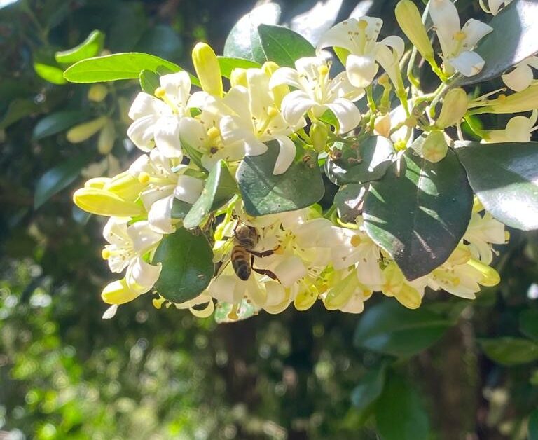 plantverd ativo verde