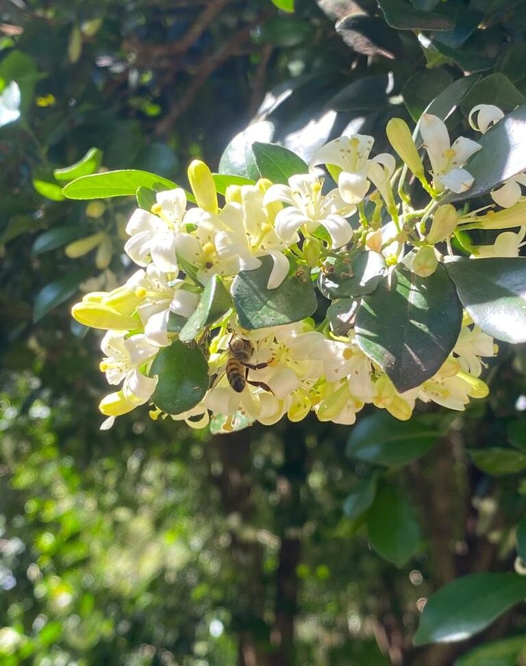 plantverd ativo verde